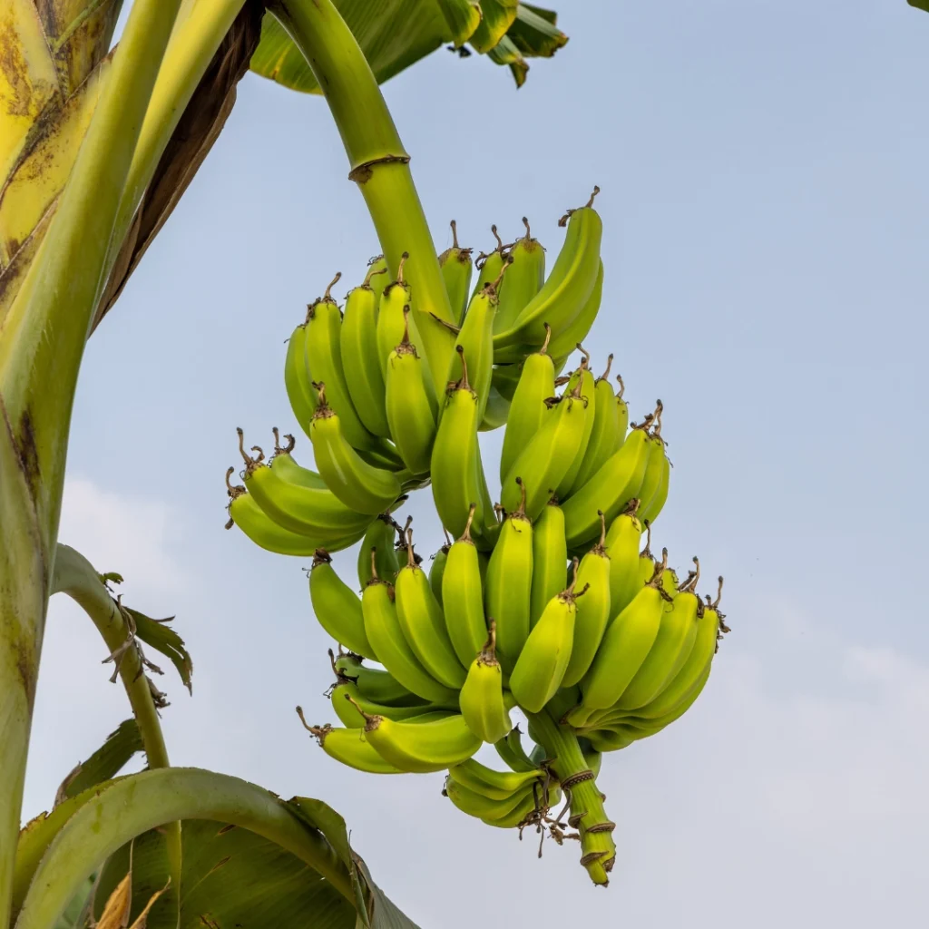 banane plantin